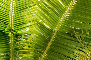 Arka plan Hindistan cevizi yaprakları