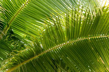 Arka plan Hindistan cevizi yaprakları