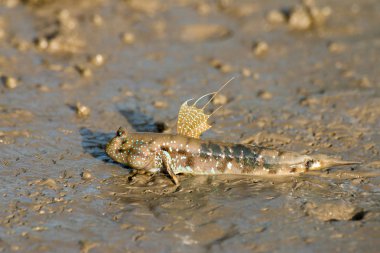 Zıpzıpı, amfibi balık 