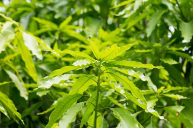 Bir beyaz gökyüzü yapraklarda Mango 