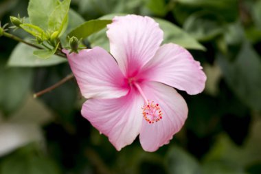 Hibiscus çiçek arka plan