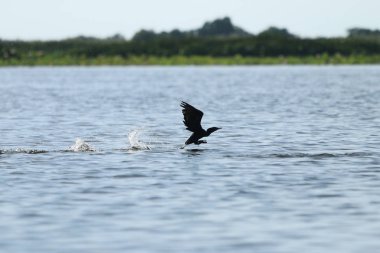 Uçan karabatak çıkar