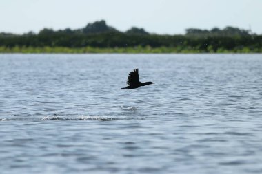 Uçan karabatak çıkar