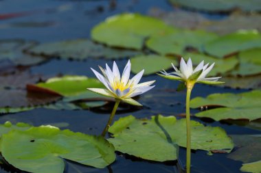 Beyaz lotus çiçeği