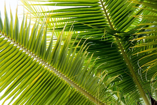 Sfondo foglie di cocco — Foto Stock