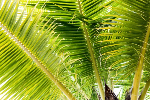 Hojas de coco fondo —  Fotos de Stock