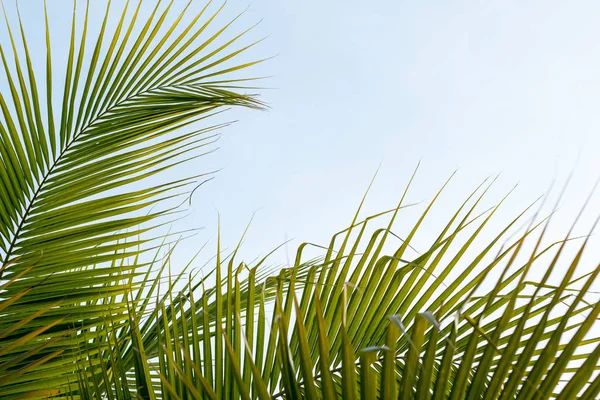 Arka plan Hindistan cevizi yaprakları