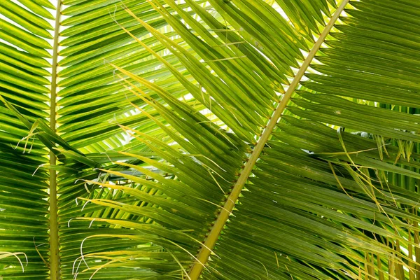 Arka plan Hindistan cevizi yaprakları