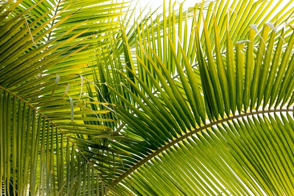 椰子叶背景 — 图库照片
