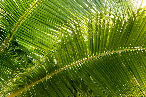 Arka plan Hindistan cevizi yaprakları