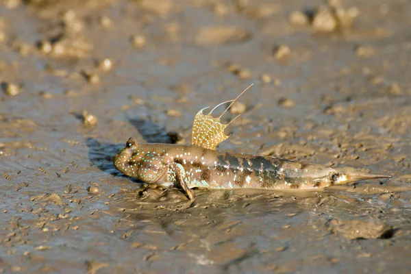 Zıpzıpı, amfibi balık 