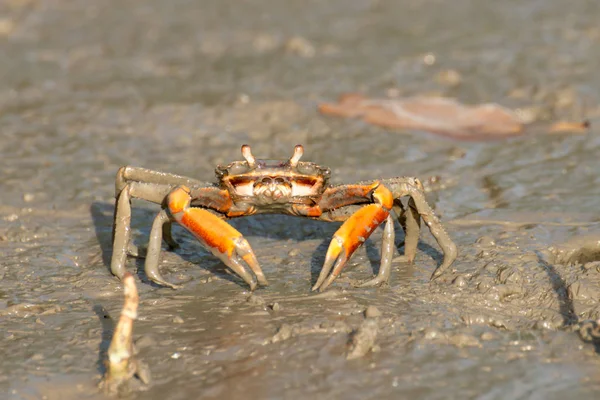泥巴上的螃蟹. — 图库照片