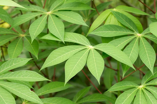 Çeltik pirinç veya taneli pirinç