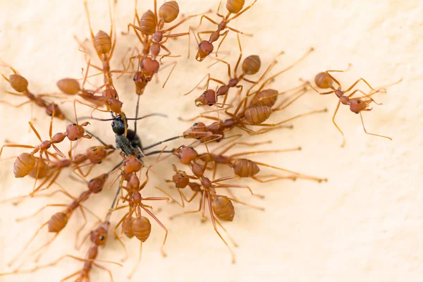 Red Ant Zabij czarną mrówkę — Zdjęcie stockowe