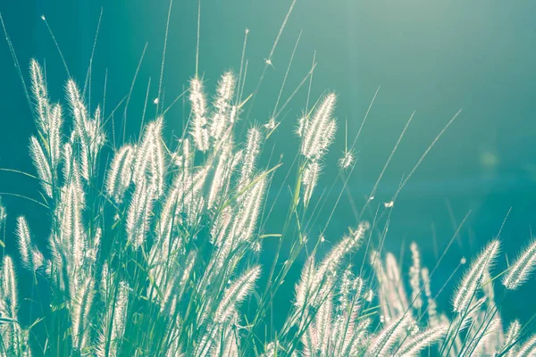 ビンテージ草の花 — ストック写真