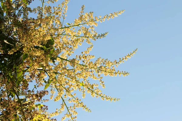 Bunch of  mango flowers — Stock Photo, Image