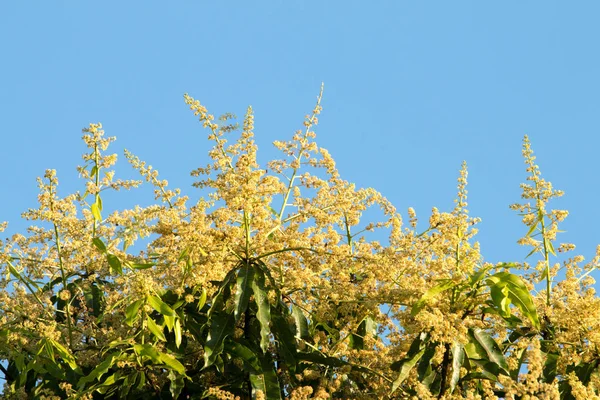 Bunch of  mango flowers — Stock Photo, Image