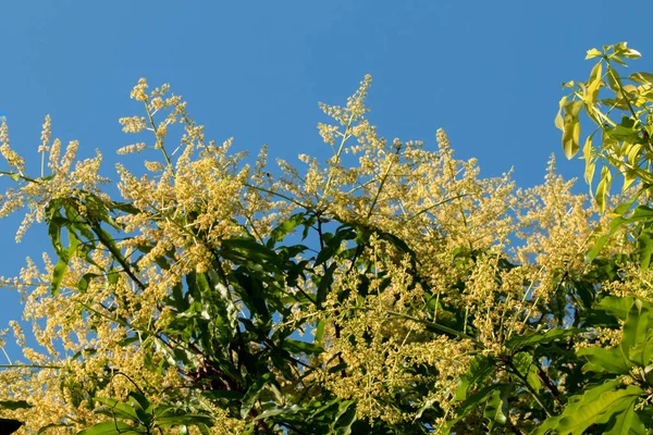 Bunch of  mango flowers — Stock Photo, Image