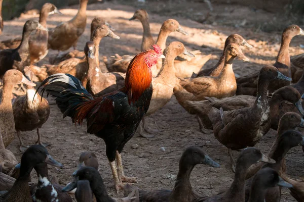 Colorful rooster in farm — Stock Photo, Image