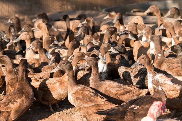 Group of ducks — Stock Photo, Image