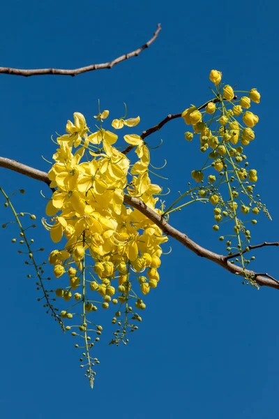 Golden flower background — Stock Photo, Image