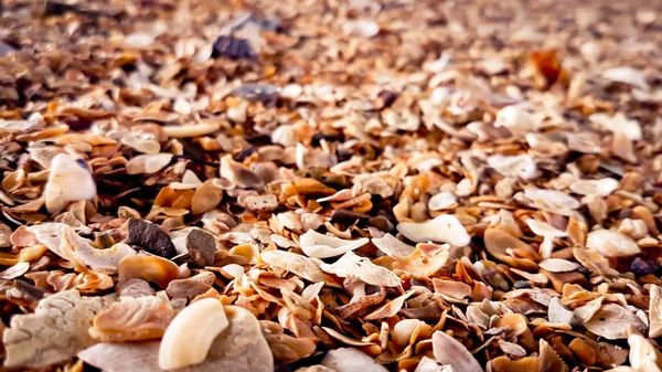 Sea shells on the ground — Stock Photo, Image