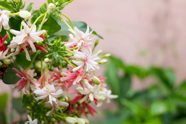 Rangoon Creeper, Combretum indicum flor —  Fotos de Stock