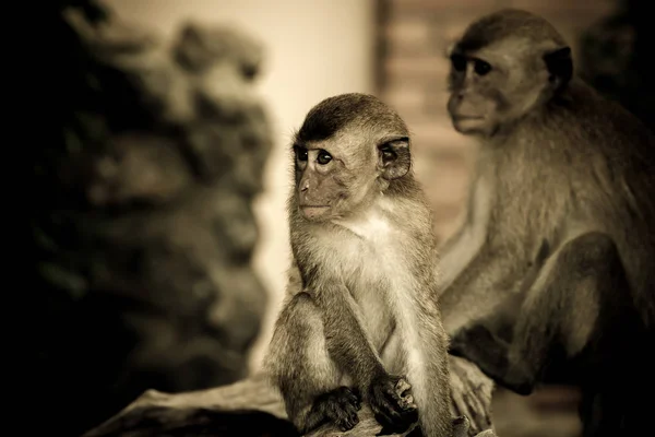 Familie makaak, aap — Stockfoto