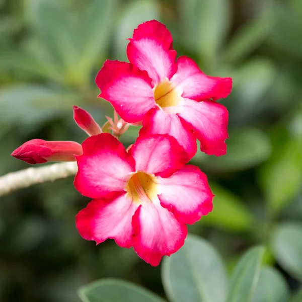 Desert rose flower. — Stock Photo, Image