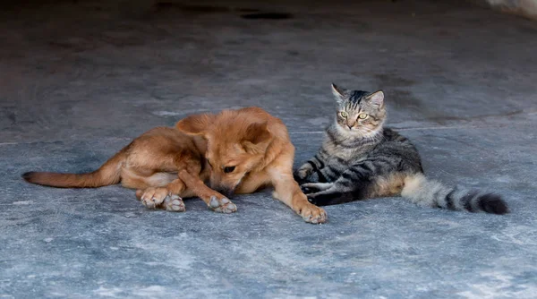 Cane e gatto — Foto Stock