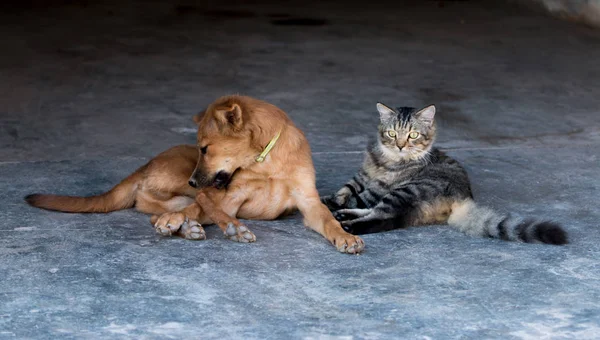 Cane e gatto — Foto Stock