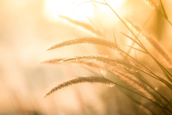 草の花と太陽の光 — ストック写真