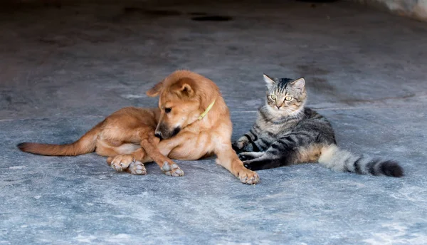 Cane e gatto — Foto Stock