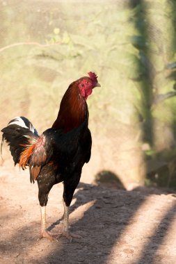 Ördekler sabah zamanında grup