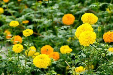 Alan marigolds çiçek.