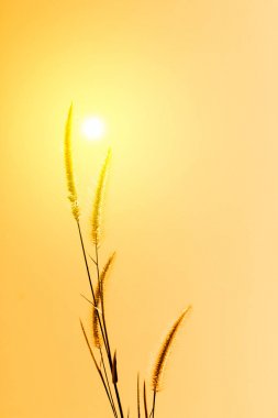 Çimen çiçek ve güneş ışığı