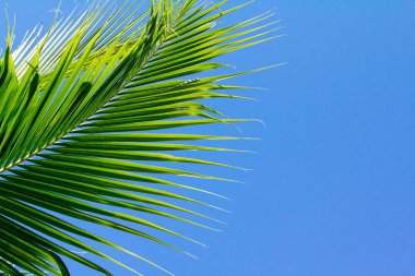 Arka plan Hindistan cevizi yaprakları.