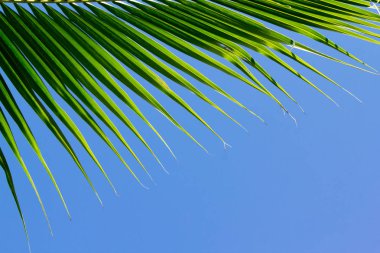 Arka plan Hindistan cevizi yaprakları.