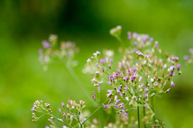 Çimen çiçek ve güneş ışığı