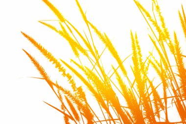 Yumuşak odak ve bulanık çimen çiçek 