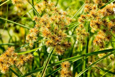 Çimen çiçek ve güneş ışığı