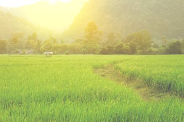 Tayland 'daki pirinç tarlası 