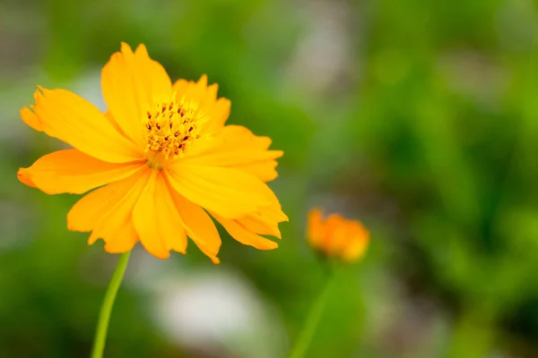 Cosmos flores — Foto de Stock