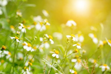 Çimen çiçek ve güneş sabah ışığı.