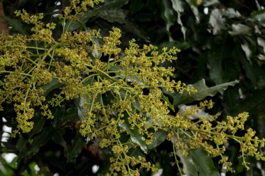 Mango Çiçek bahçesinde ağaç üzerinde demet. Seçici odak