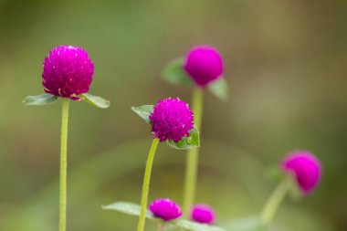 Doğal zemin üzerine pembe dünya Mor çiçek.