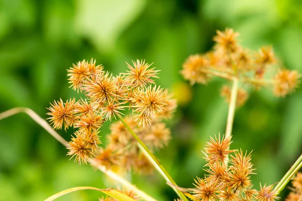 Gras Bloem Licht Ochtend Zon — Stockfoto