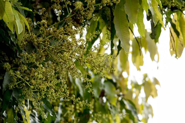 Joukko Mangon Kukkia Puussa Puutarhassa Valikoiva Painopiste — kuvapankkivalokuva