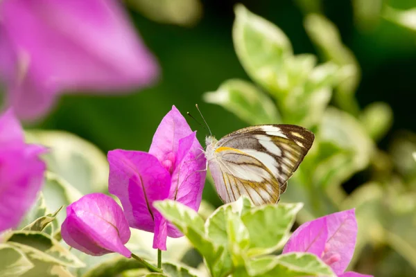 Motyl Kwiat Naturalne Podłoże — Zdjęcie stockowe