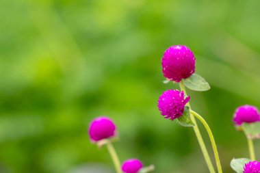 Doğal zemin üzerine pembe dünya Mor çiçek.